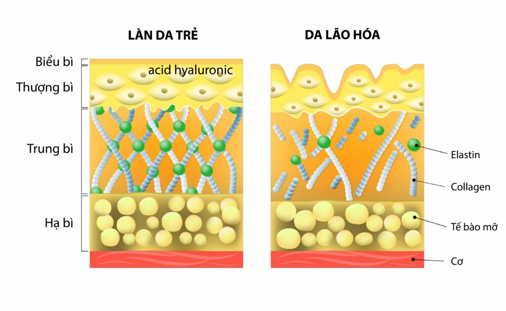 Các phương pháp tiêm trẻ hoá hiện nay