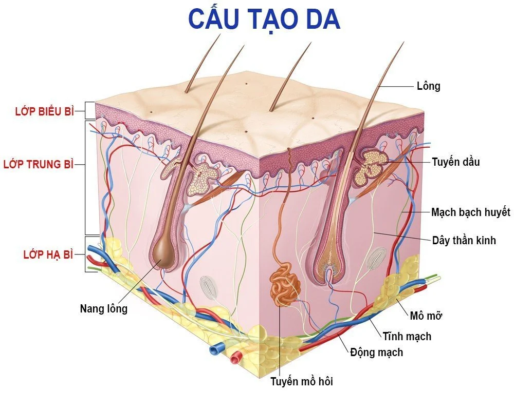 Radiesse – chất làm đầy giúp trẻ hóa từ bên trong