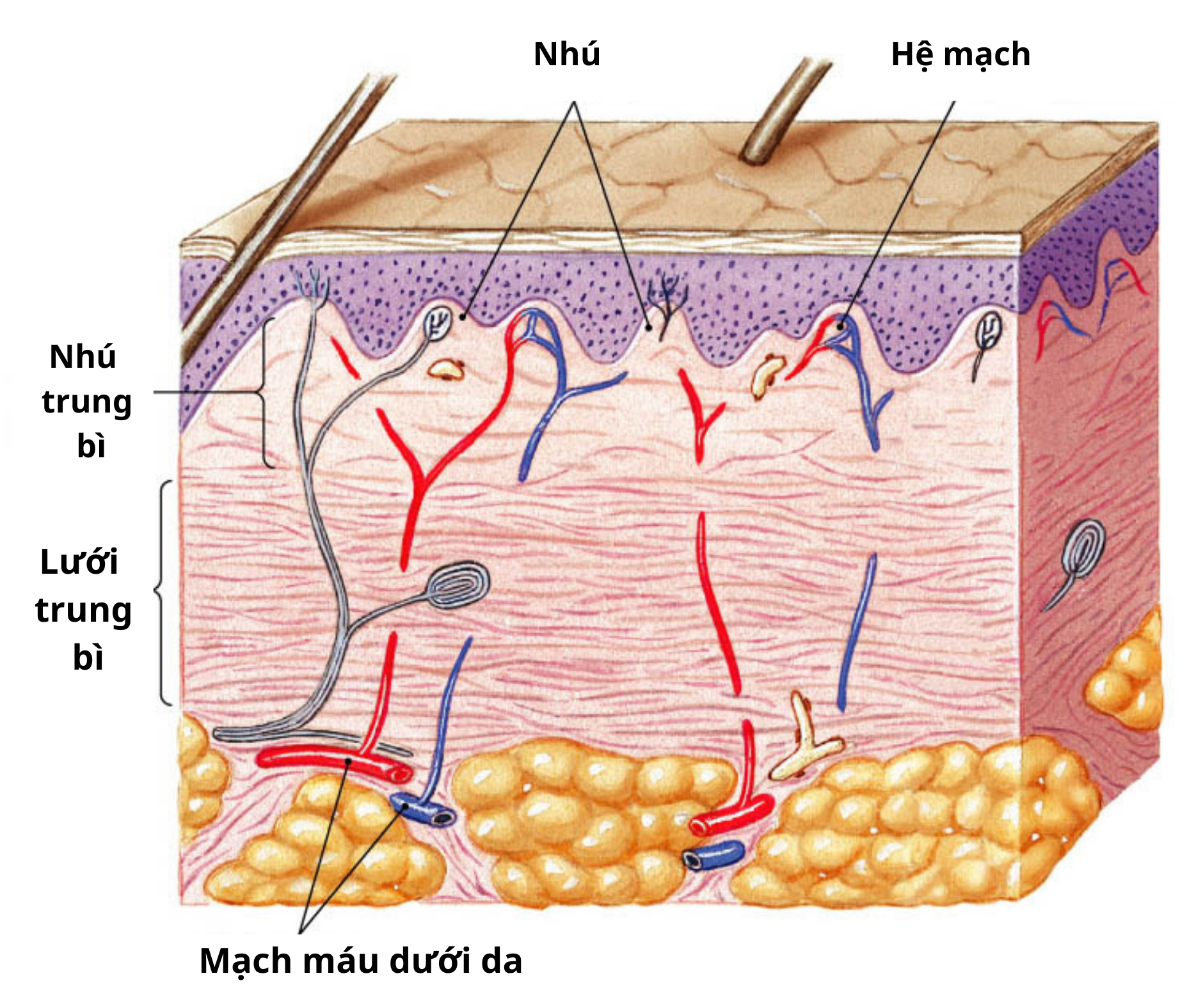 Review nâng mũi trung bì mỡ cho mũi bị nhiễm trùng